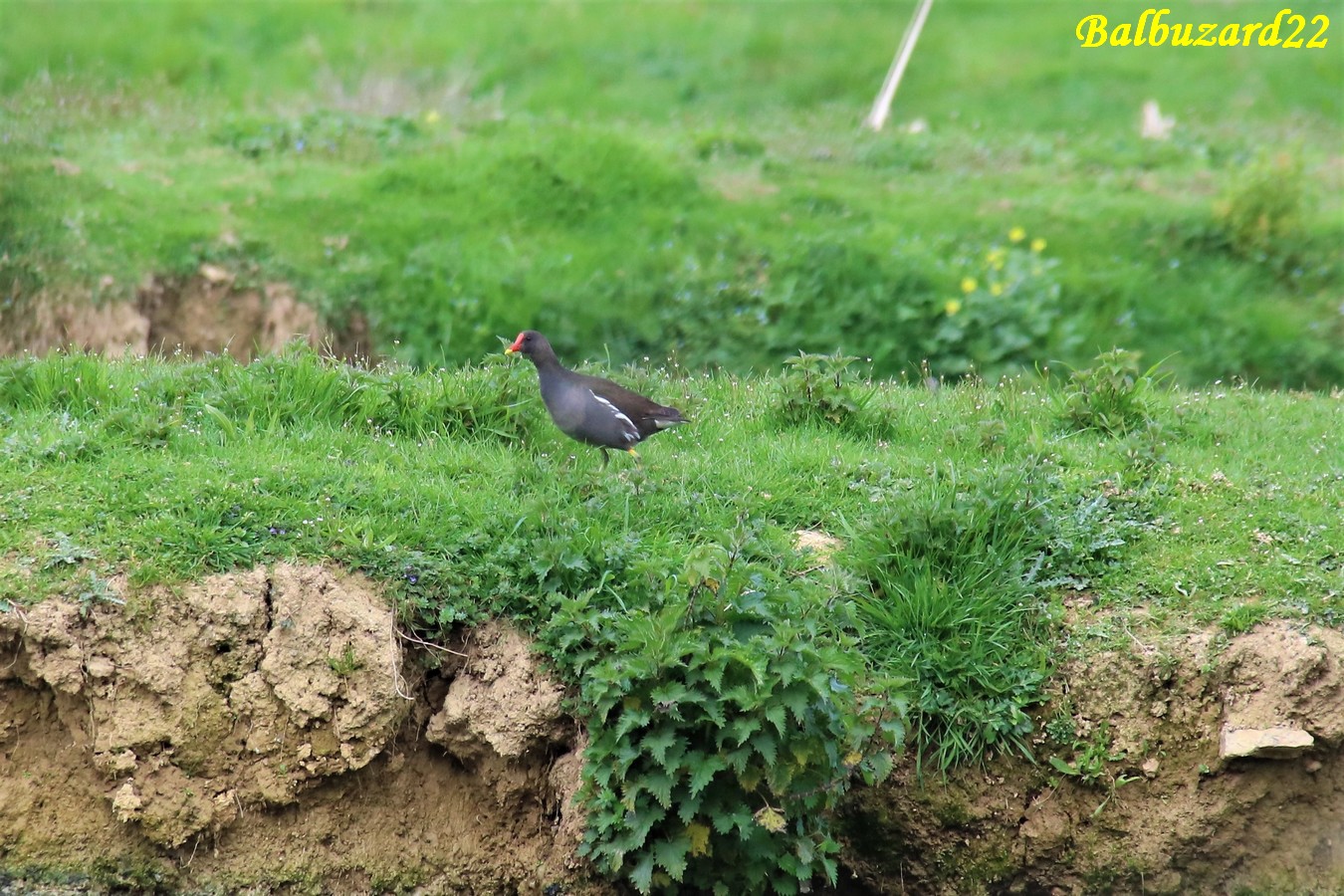 Galinule lagune Pommeret 25 Mars 2019.JPG
