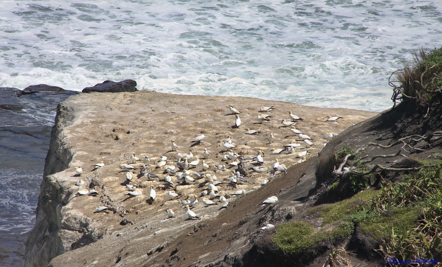 IMG_5458 colonies de Fous de bassan à Muriwai (Copier).JPG