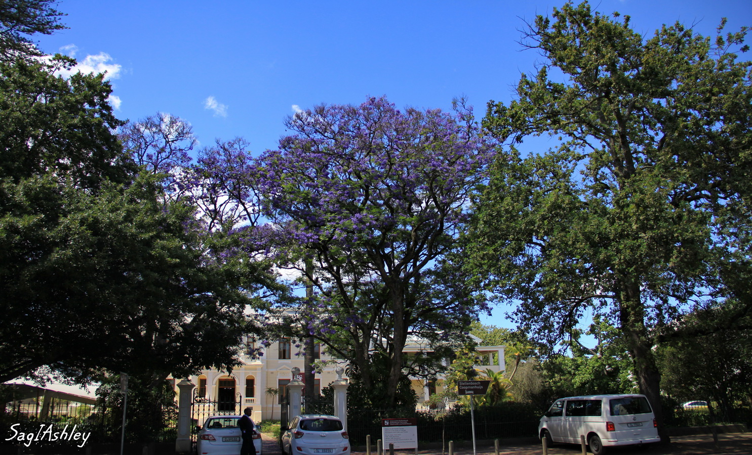 IMG_0350_GF Jacaranda.jpg