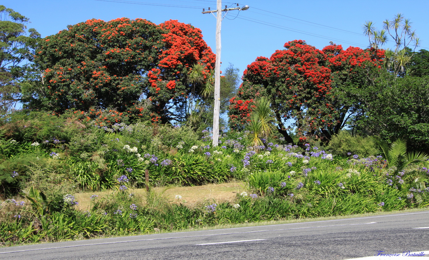 Arbre Rata IMG_1675 (Copier).JPG