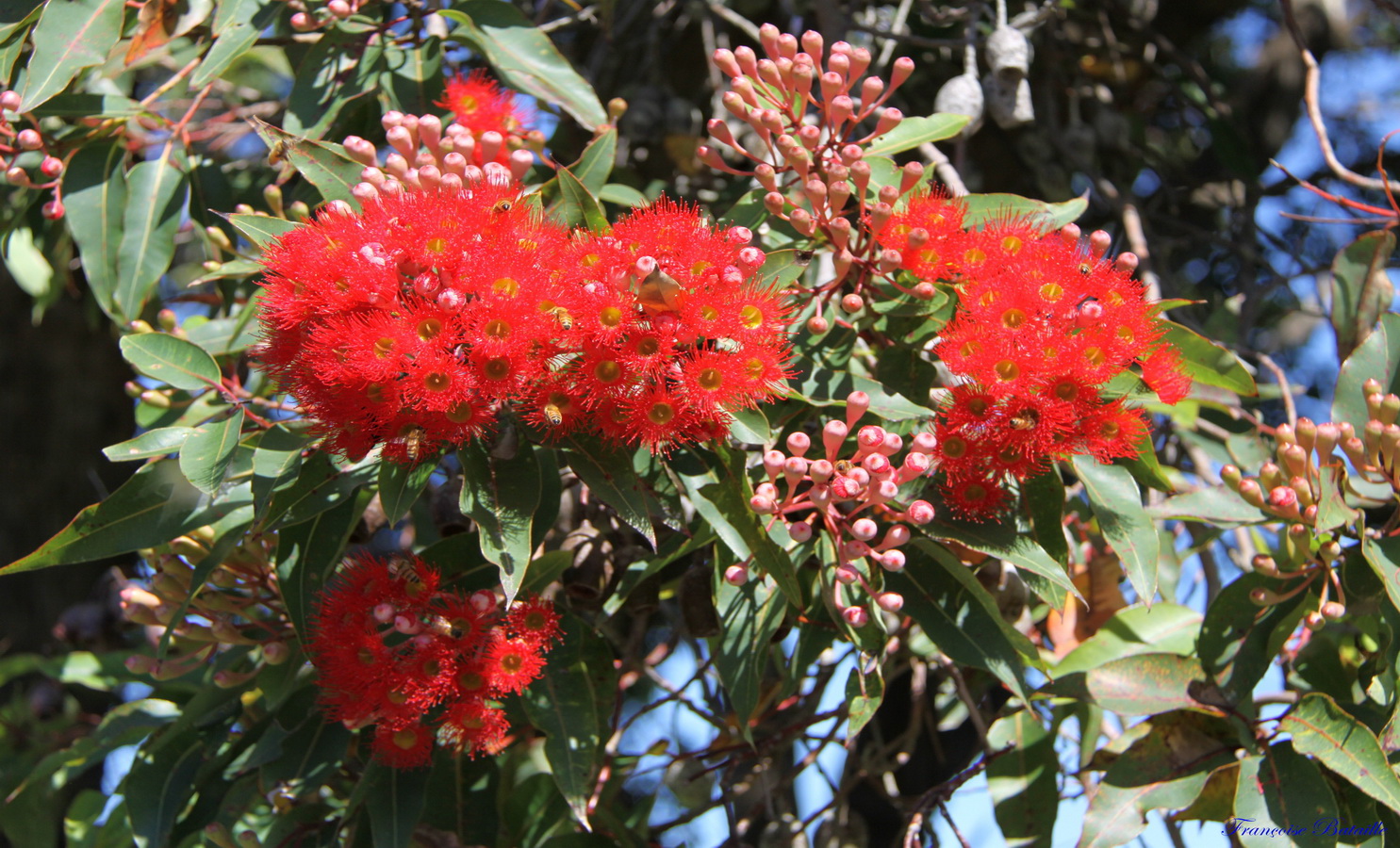 Fleurs de Rata (Copier).JPG