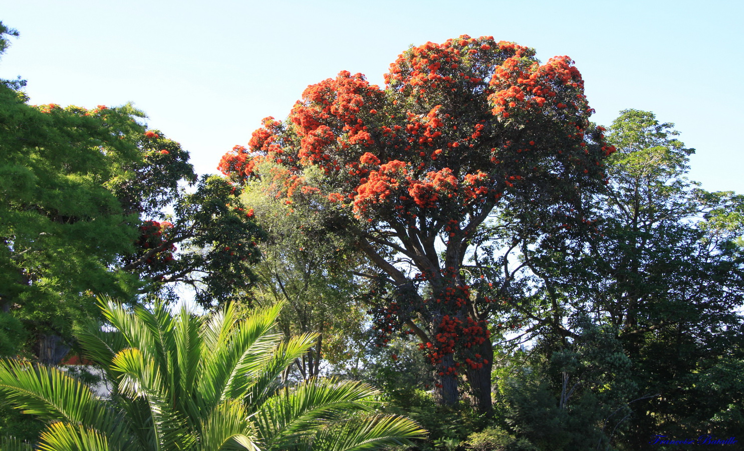 Rata arbres IMG_1678 (Copier).JPG