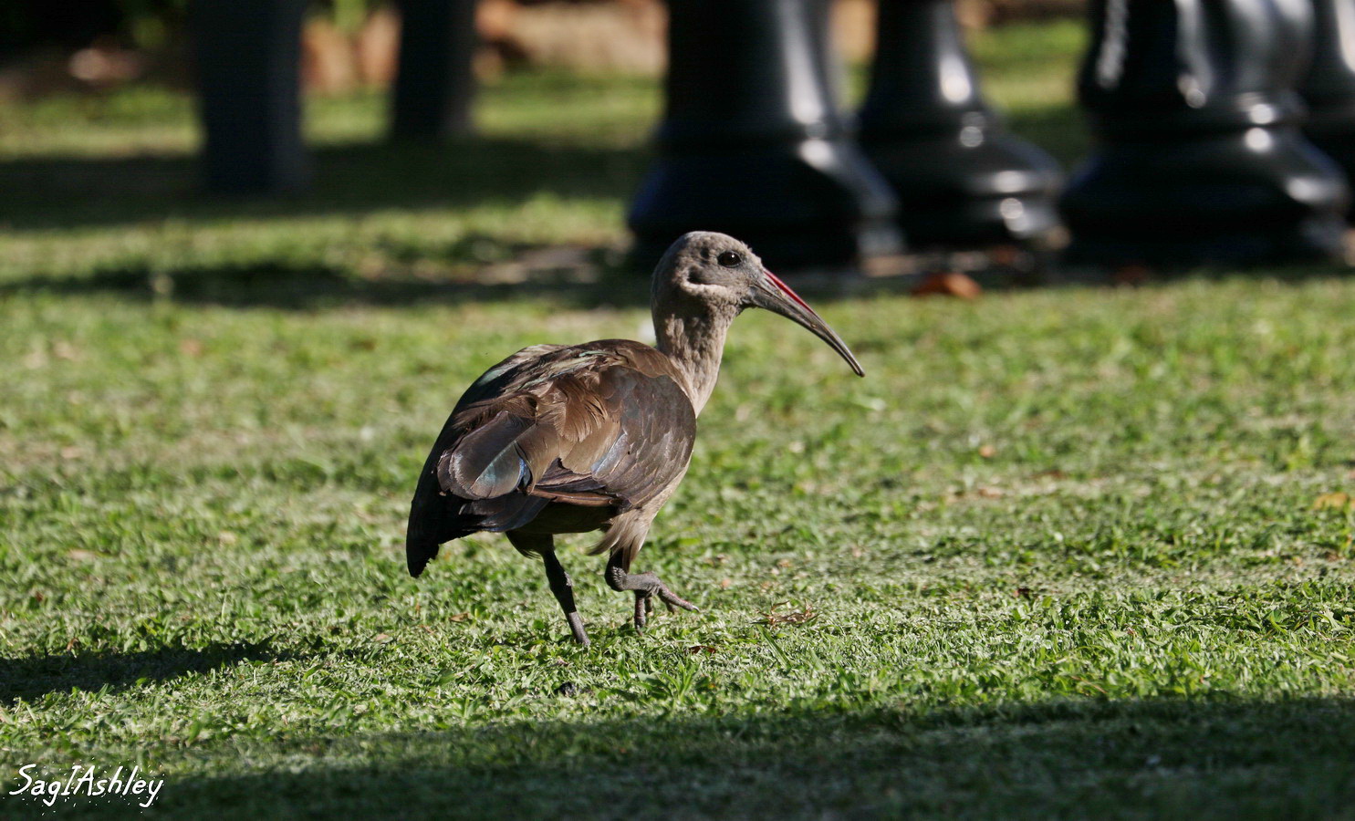 EO9A0708_GF Ibis Hagedash.jpg