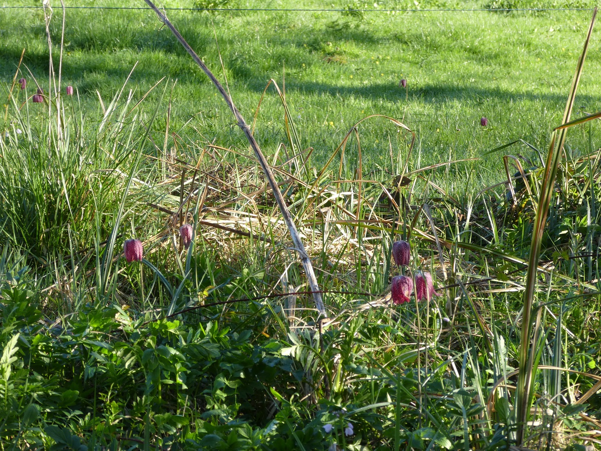 P1270878ro.jpg