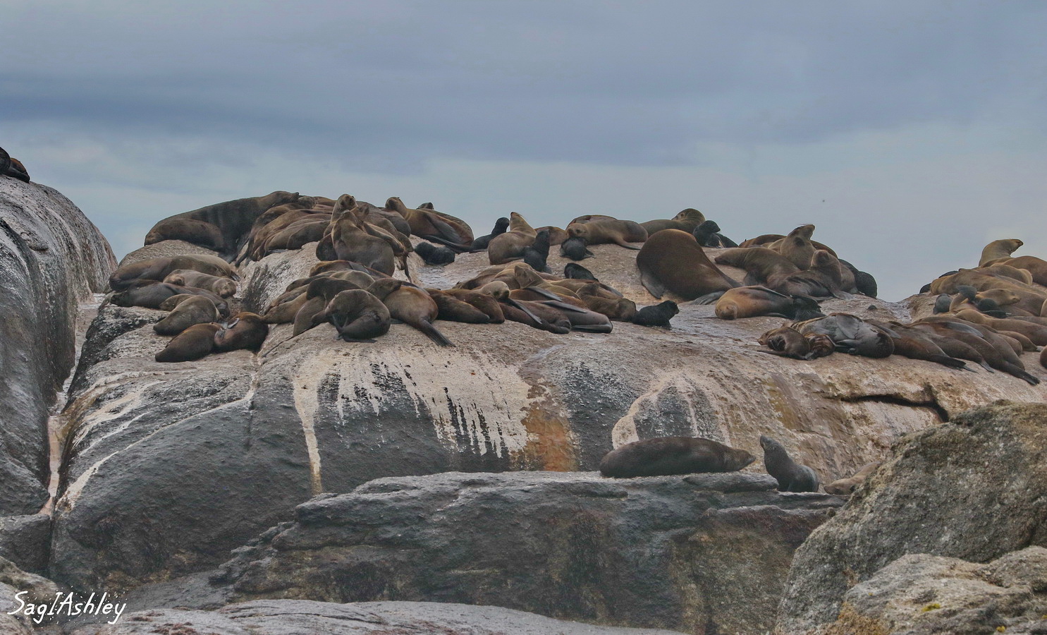 L'île aux phoques