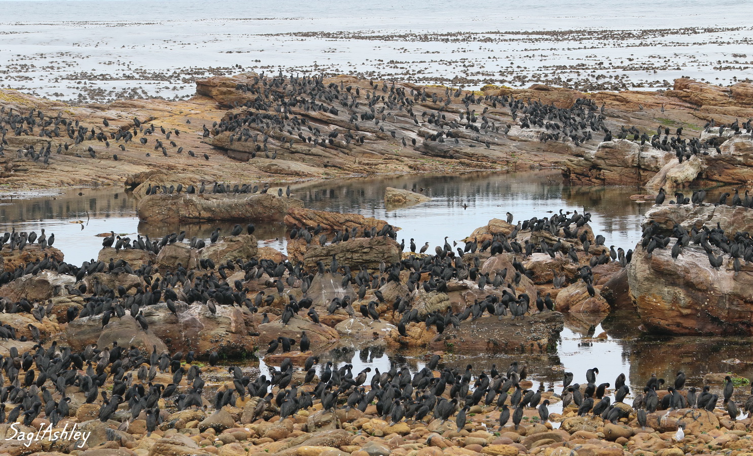 Les cormorans du Cap Bonne Espèrance