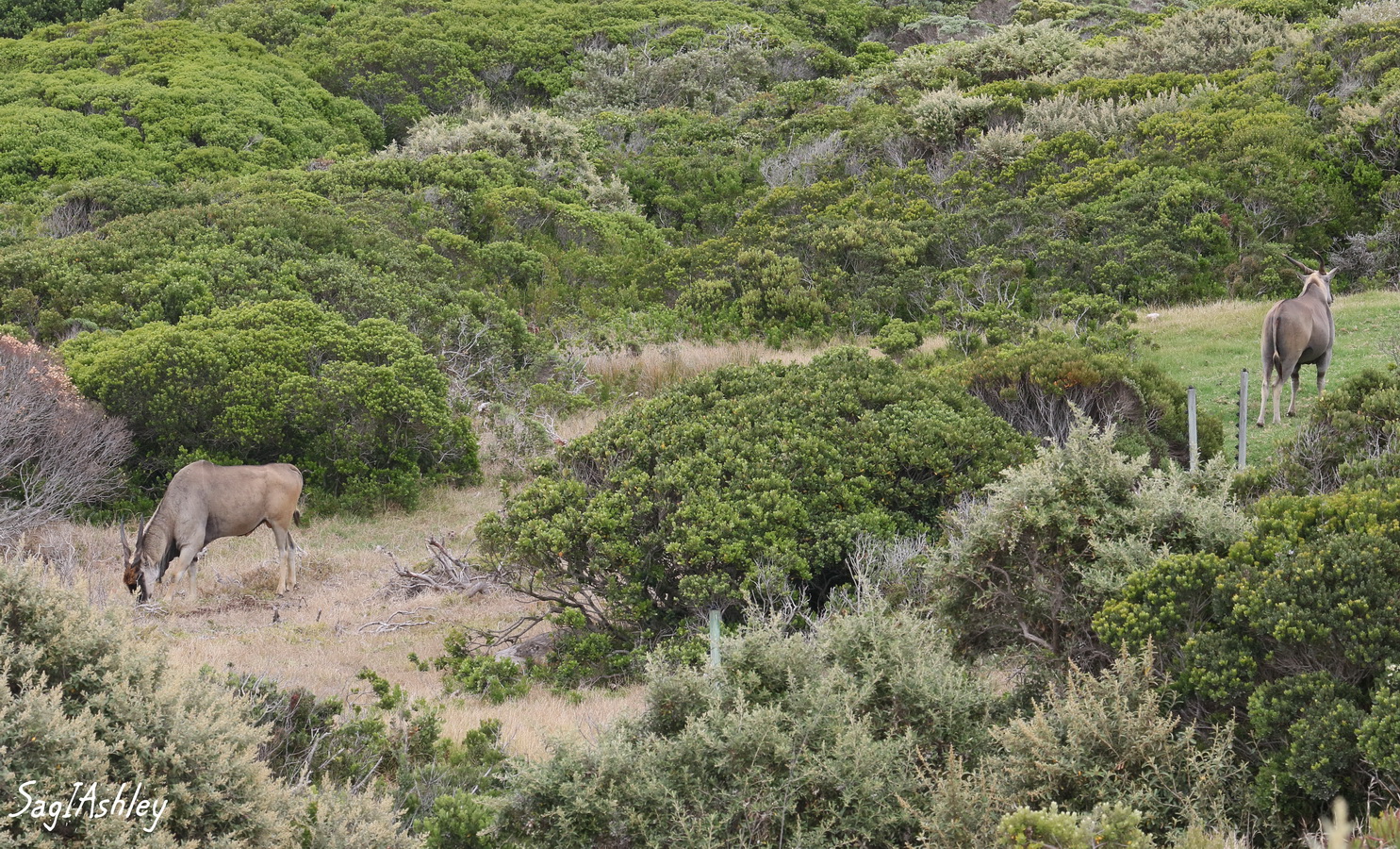 Les Elands du Cap sont des Bovidés, à ne pas confondre avec les Elans des Pays Nordiques qui sont des Cervidés