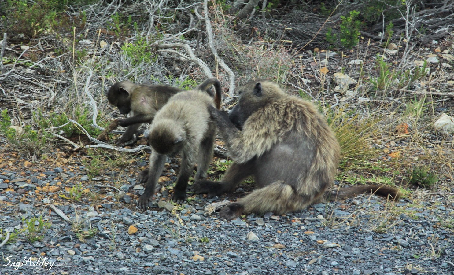 Rencontre avec les Babouins au Cap Bonne Espèrance