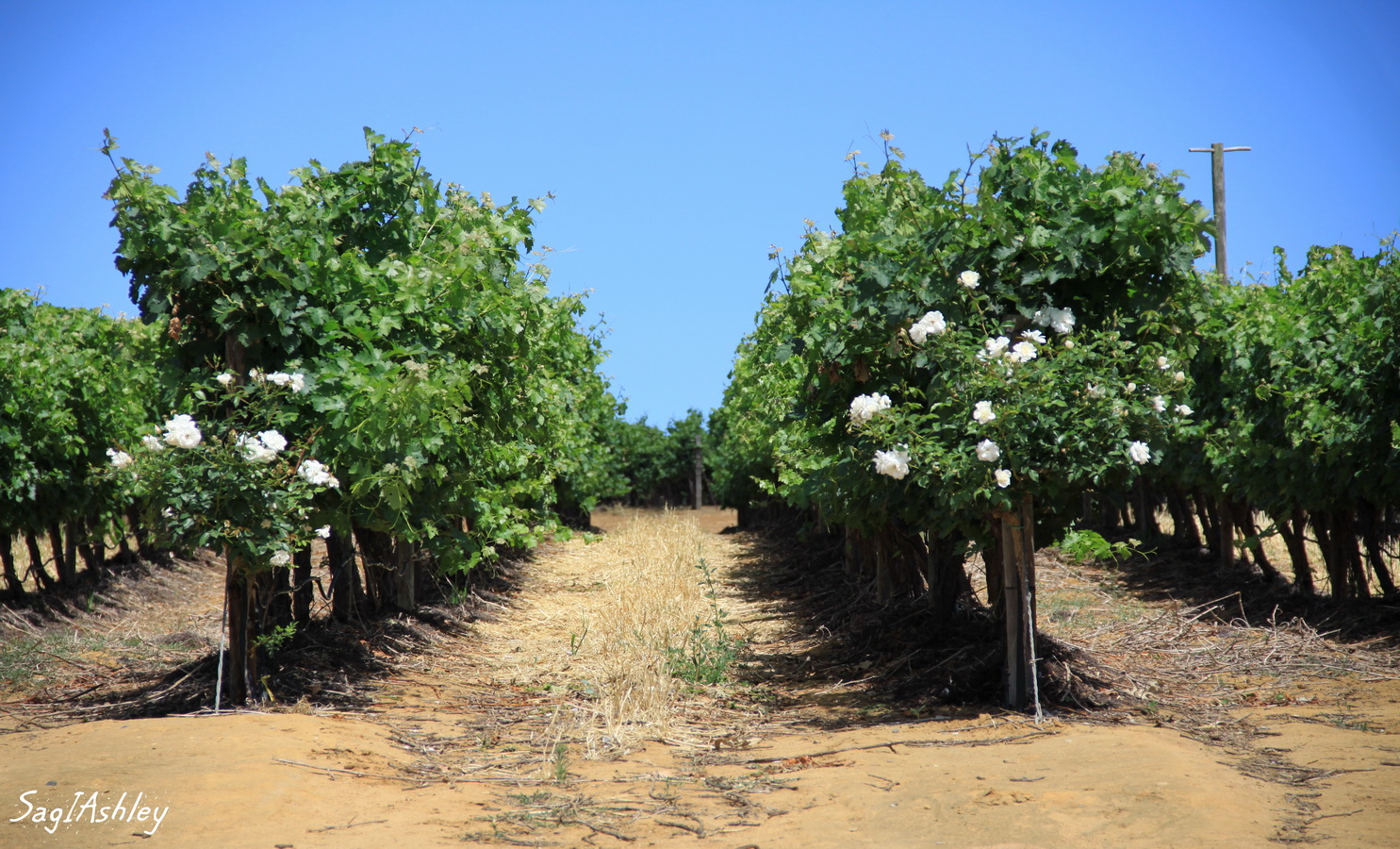 Vignes avec ses ...rosiers....devant chaque rangée ou presque comme dans le Bordelais