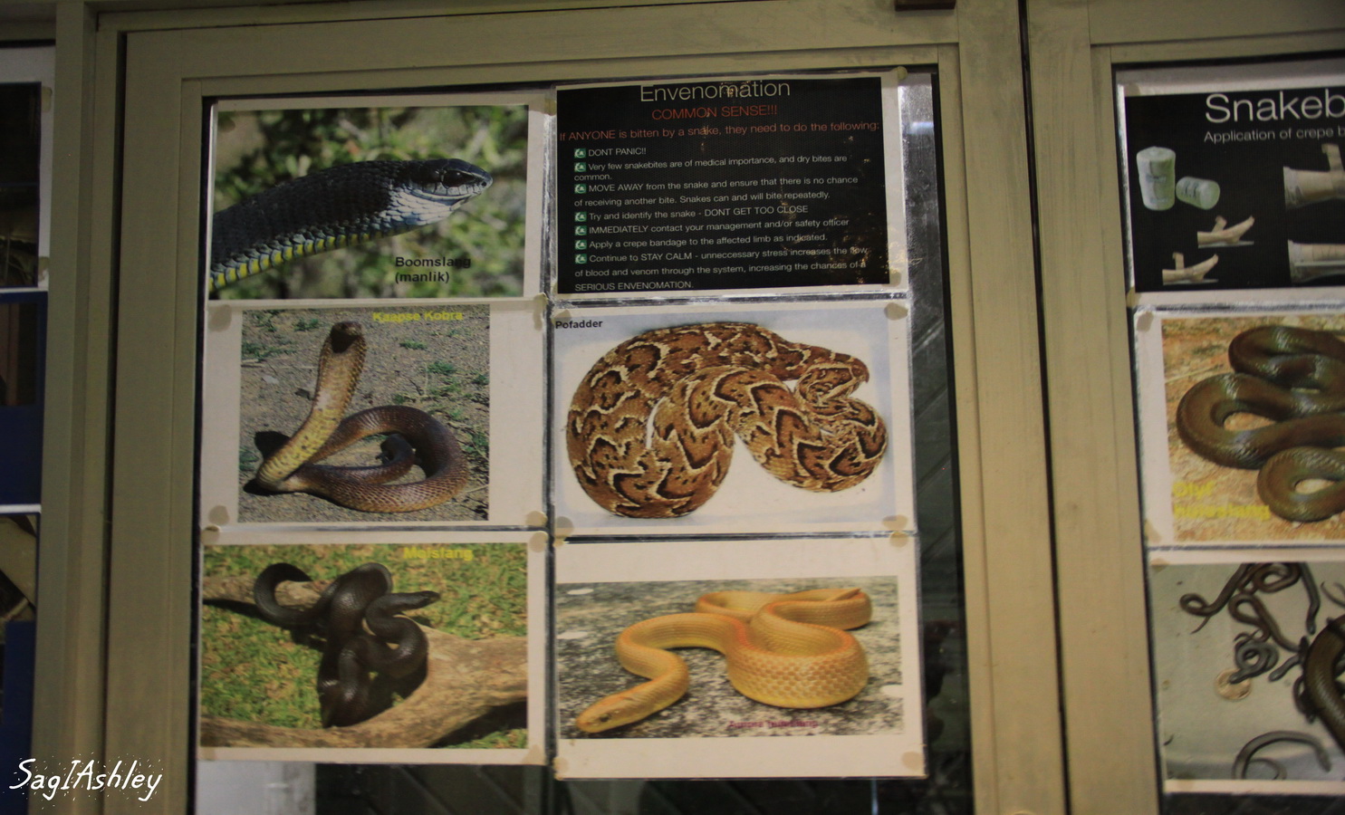 Les serpents auxquels les viticulteurs peuvent être confrontés dans cette région