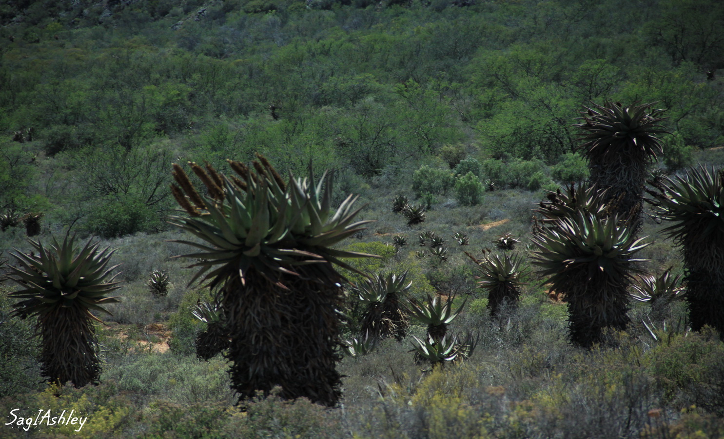Aloe Ferox des montagnes
