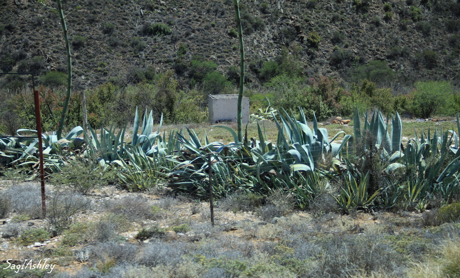 Aloe Vera