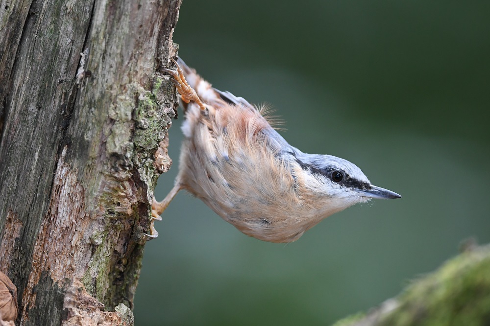 DSC_8726 - Copie.jpg