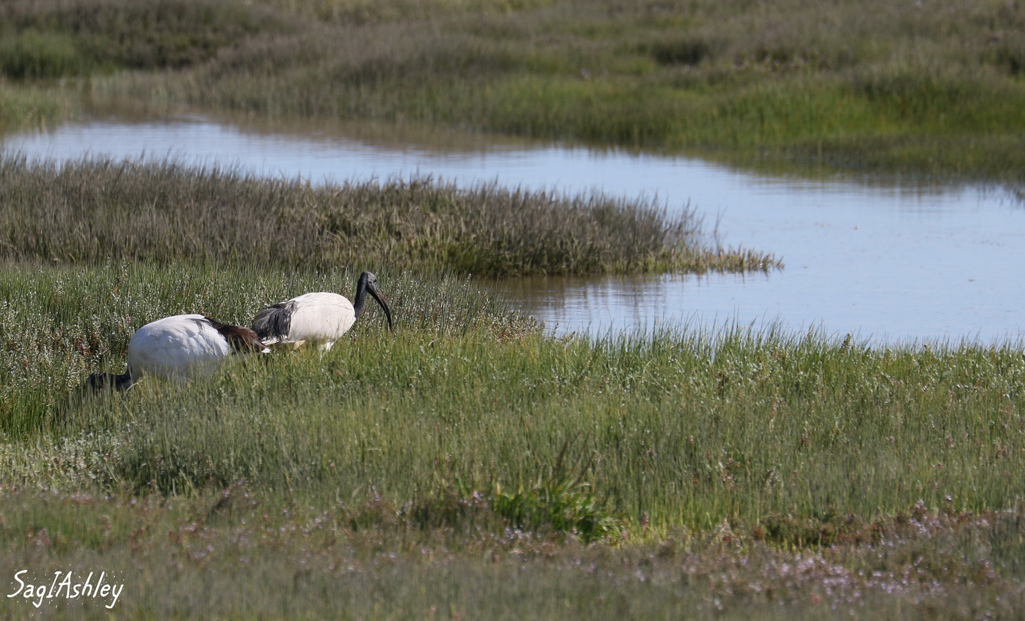 Ibis sacrés