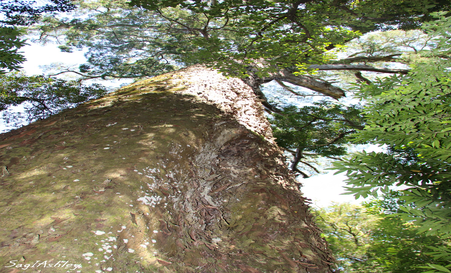 Big tree yellow wood
