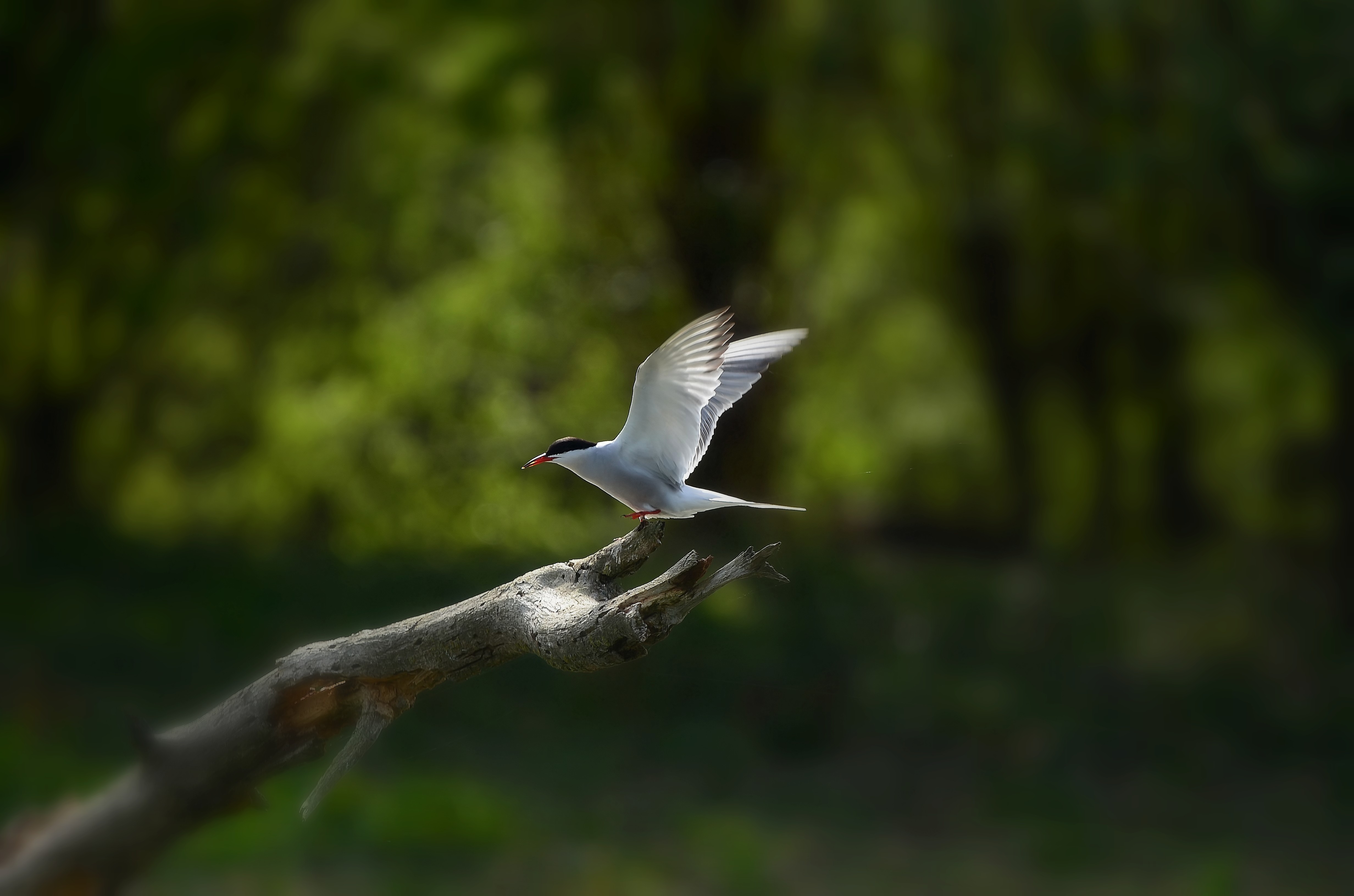 DSC_0205_filtered.jpg