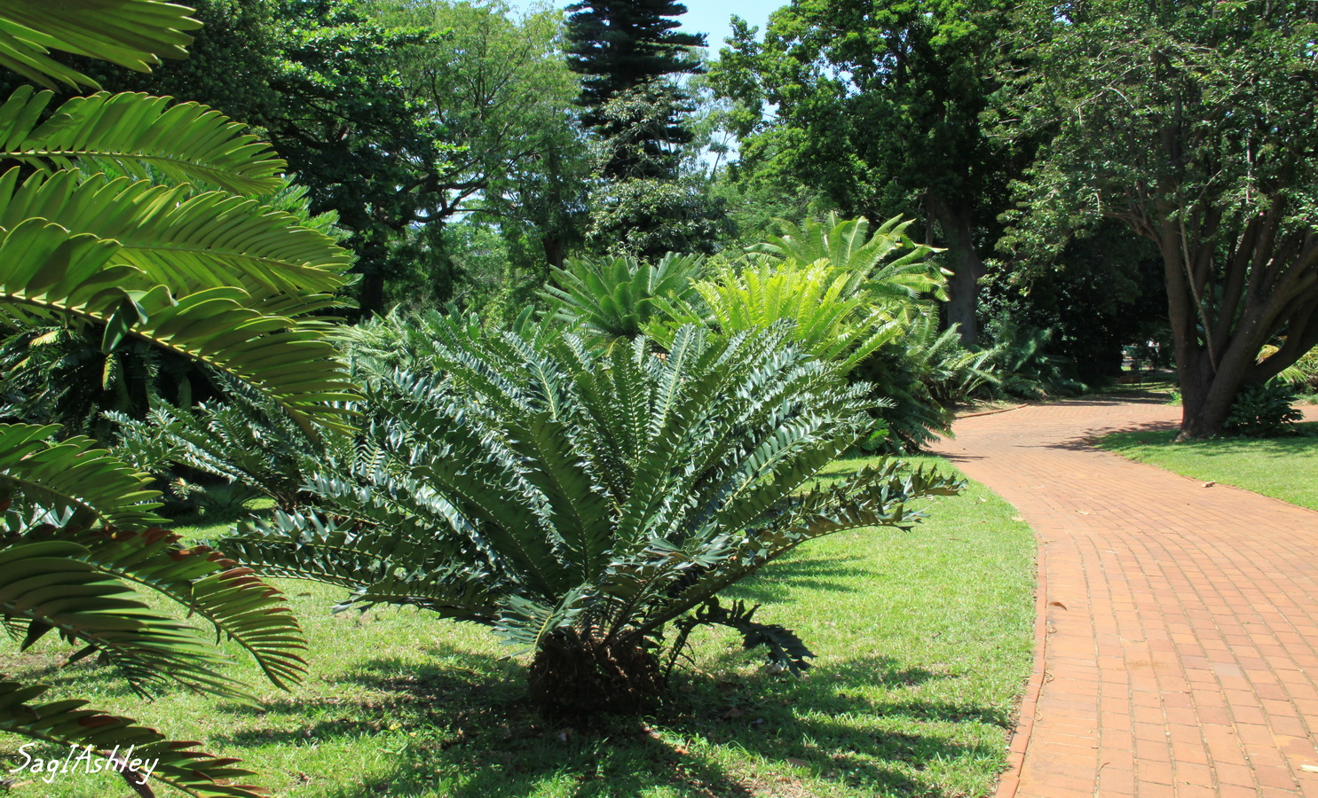 Durban jardin botanique