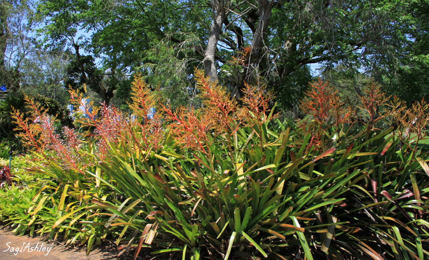 Durban Jardin bot.