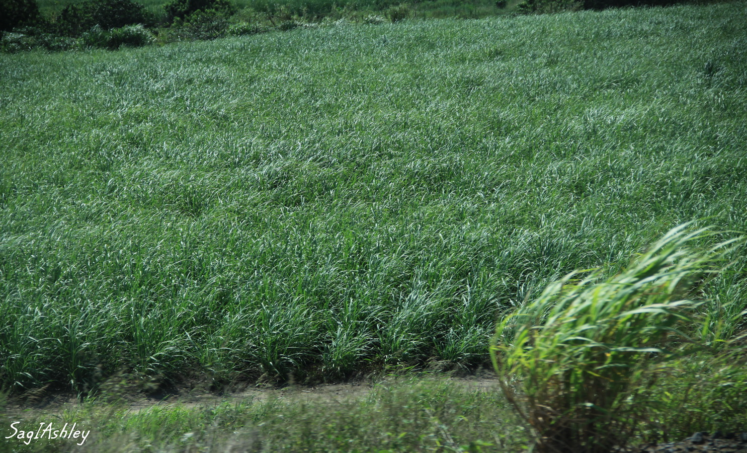 Plantations de canne à sucre région de Maputaland