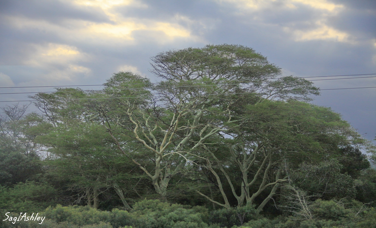 Feber tree