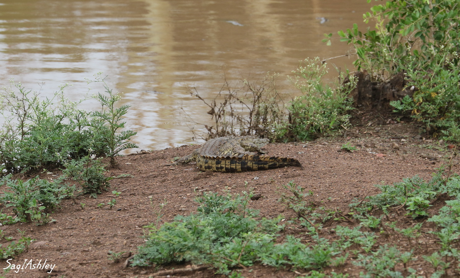 EO9A1216_GF Crocodile.jpg