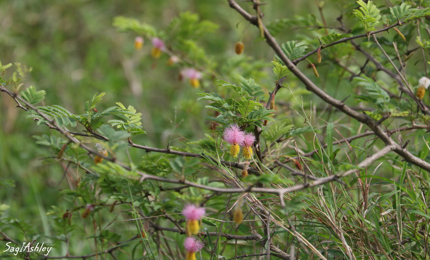 Mimosa pudica