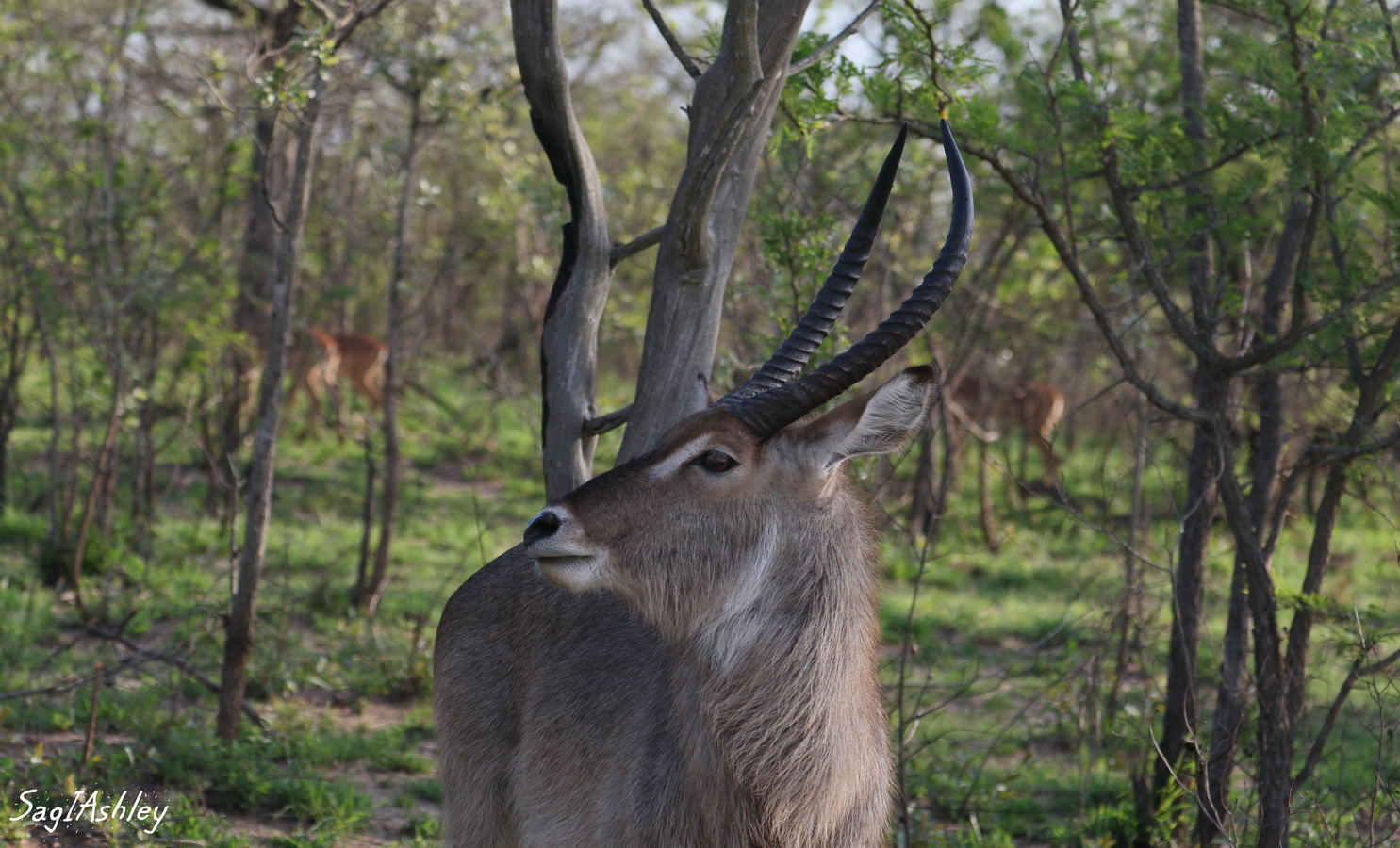Waterbuck