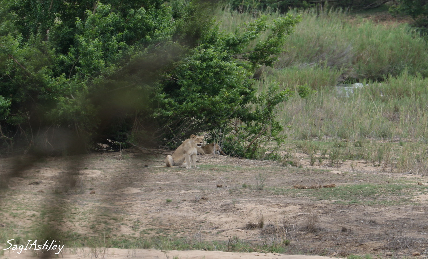 Lionnes