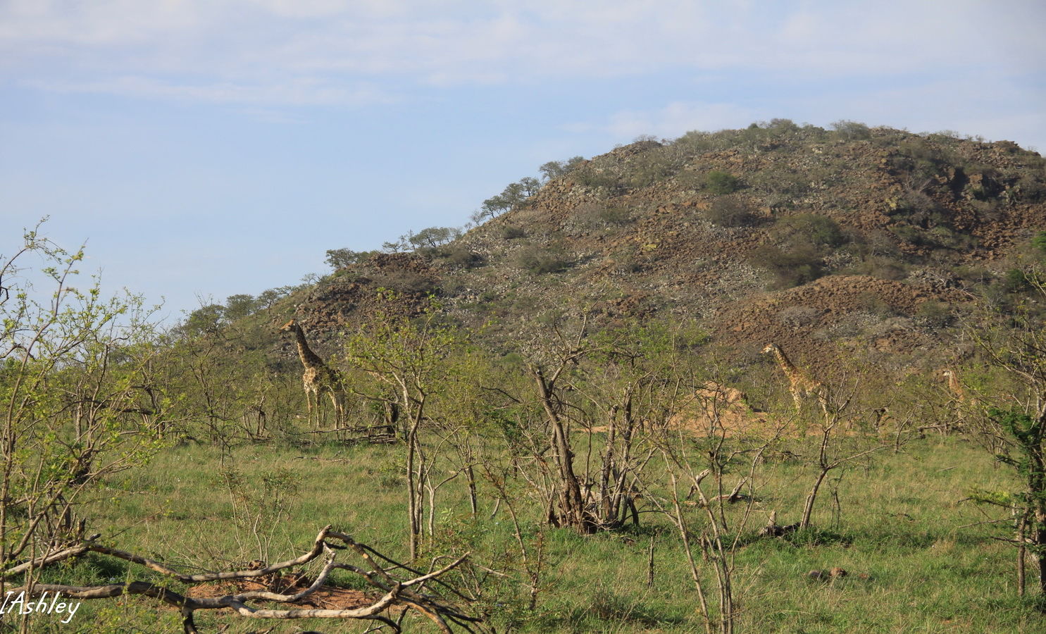 IMG_1403_GF Le bush.jpg