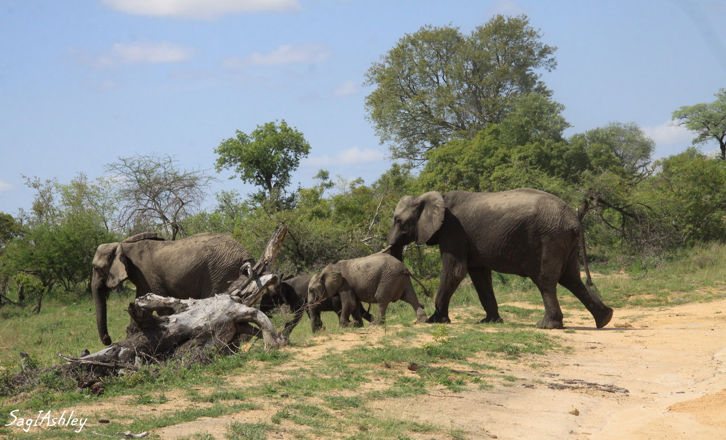 IMG_1456_GF Elephants.jpg