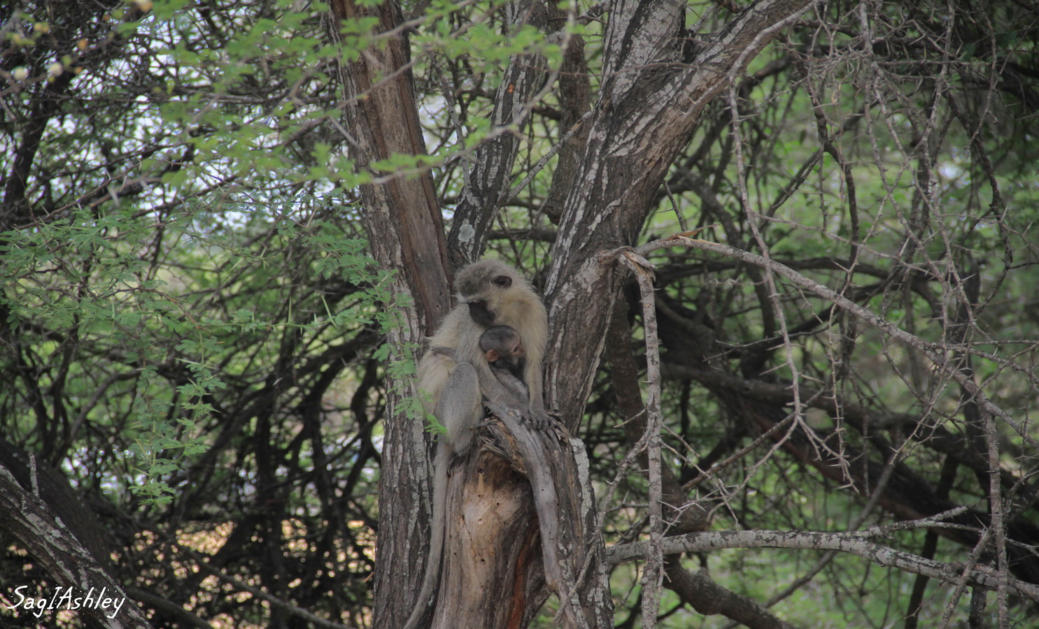 BB singe