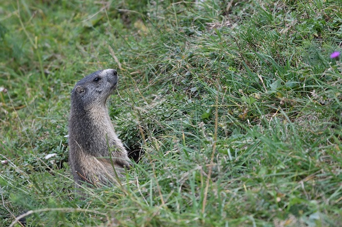 DSC_9195 - Copie.jpg