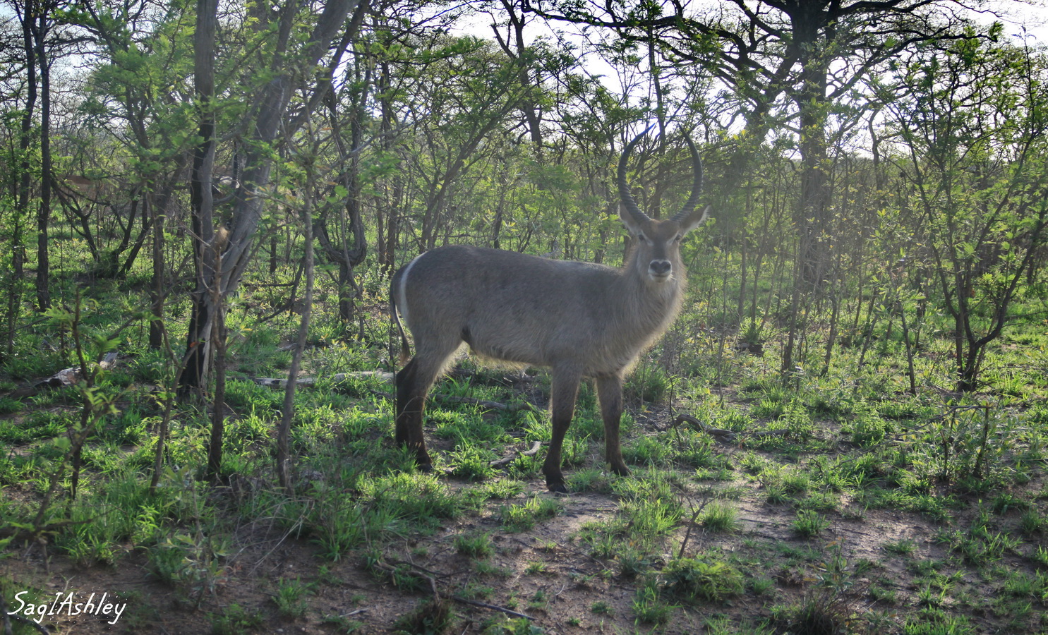 Water Buck