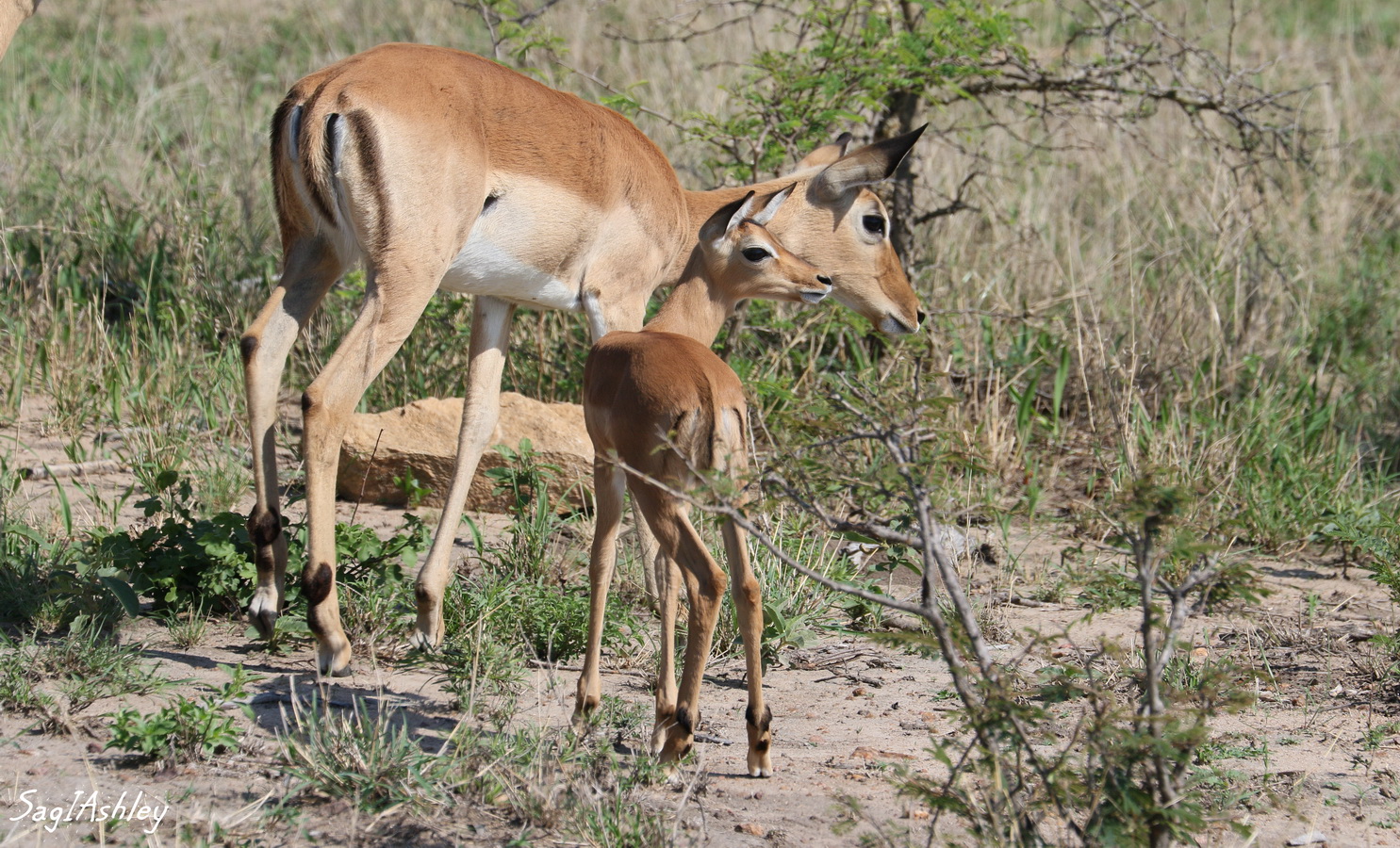 EO9A1673_GF Impala et son petit.jpg