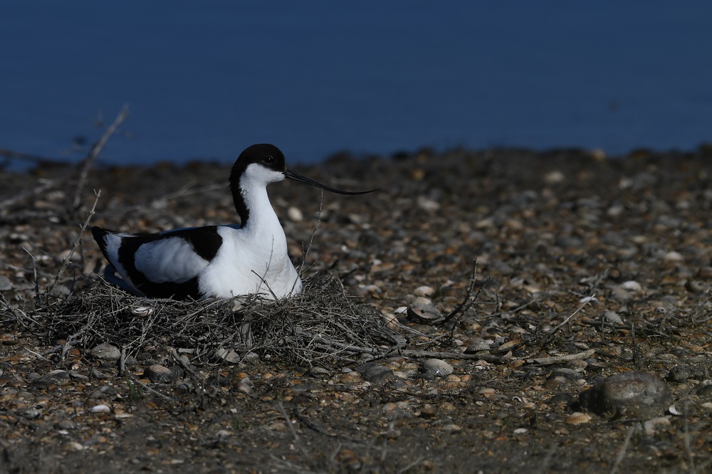 DSC_5920 - Copie.jpg