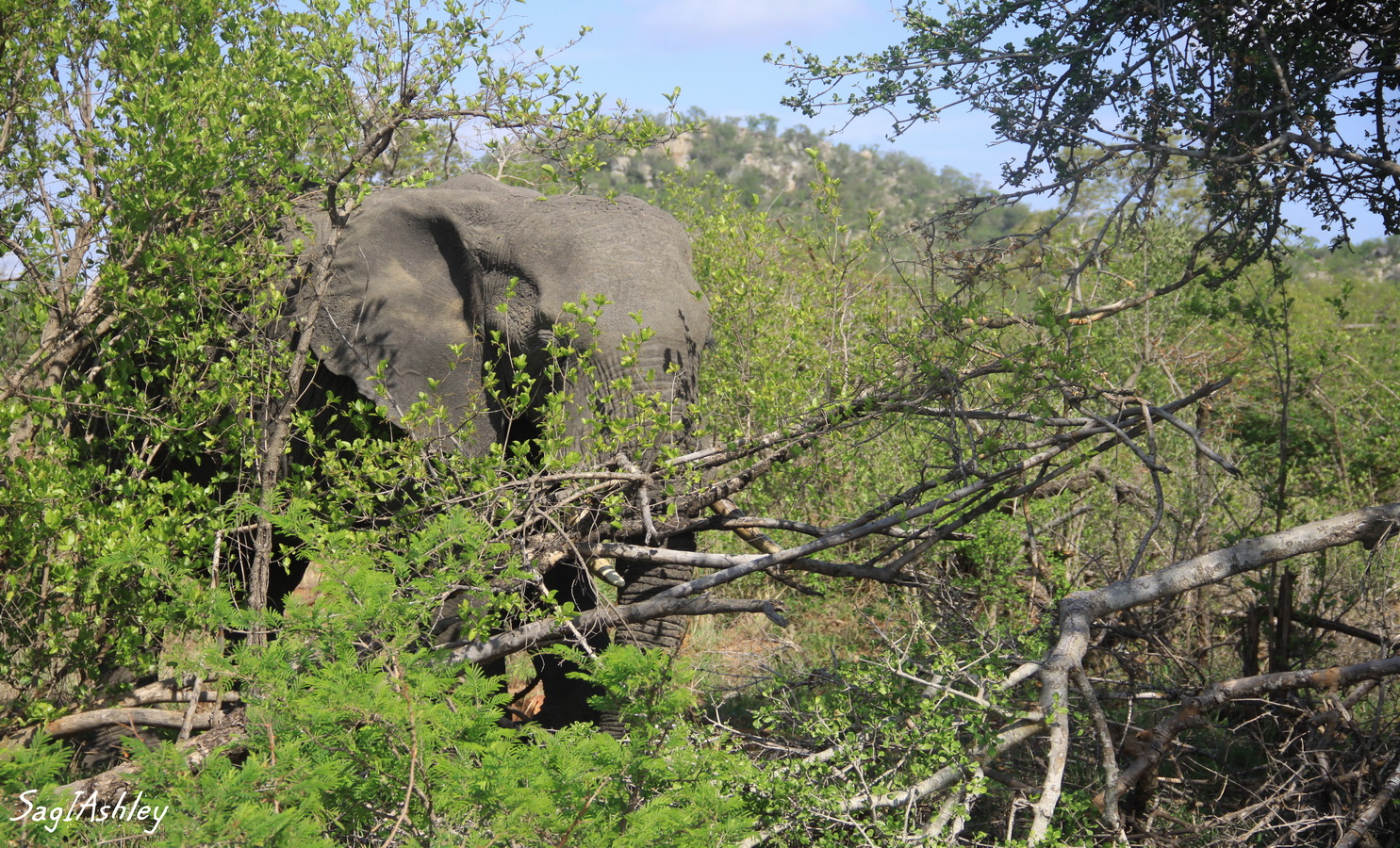 IMG_1427_GF elephant.jpg