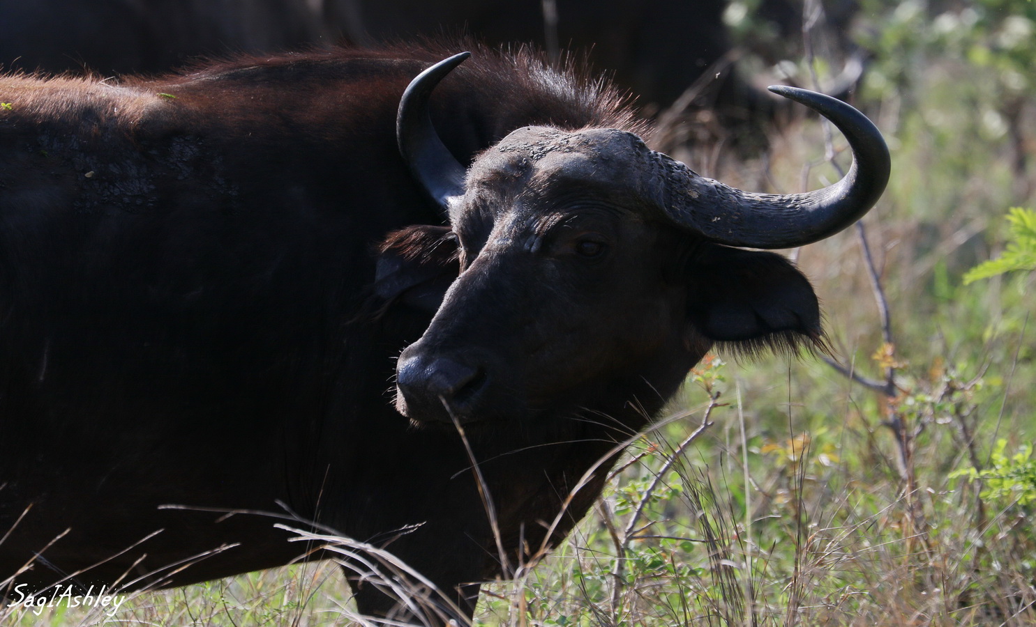 EO9A1600_GF Buffle près.jpg