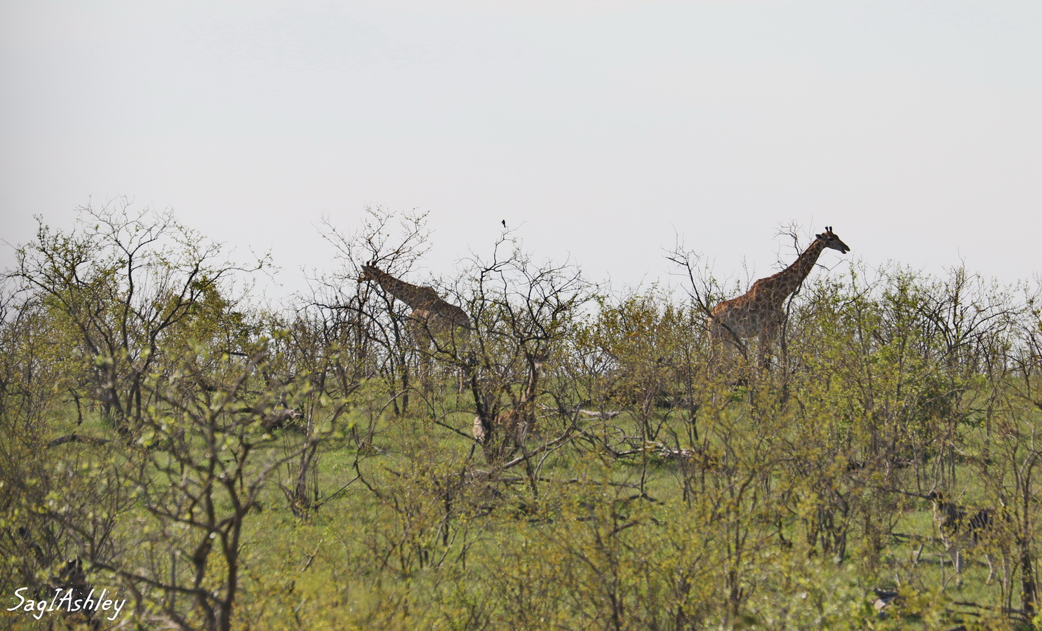 EO9A1563_GF Girafes.jpg