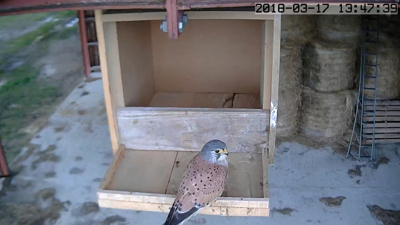 crecerelle hangar.jpg