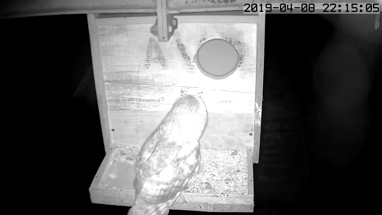 éffraie hangar 1.jpg