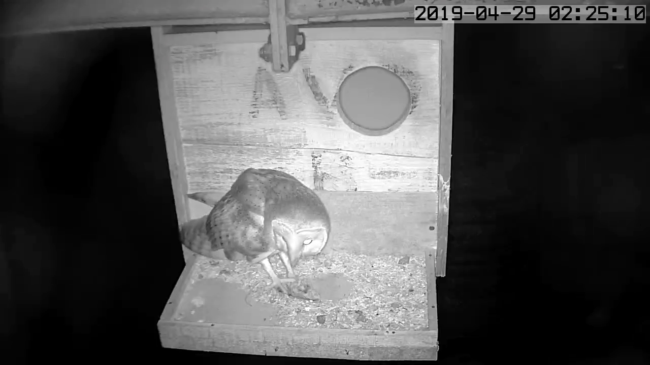 éffraie hangar 2.jpg