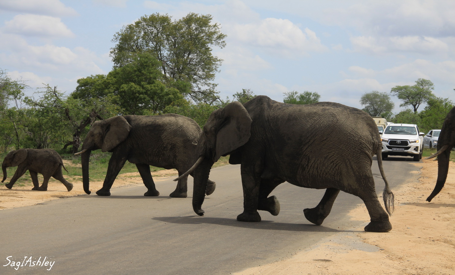 IMG_1519_GF ELEPHANTS.jpg