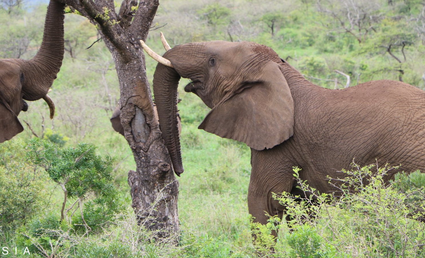 IMG_0838 elephant et arbres_GF.jpg