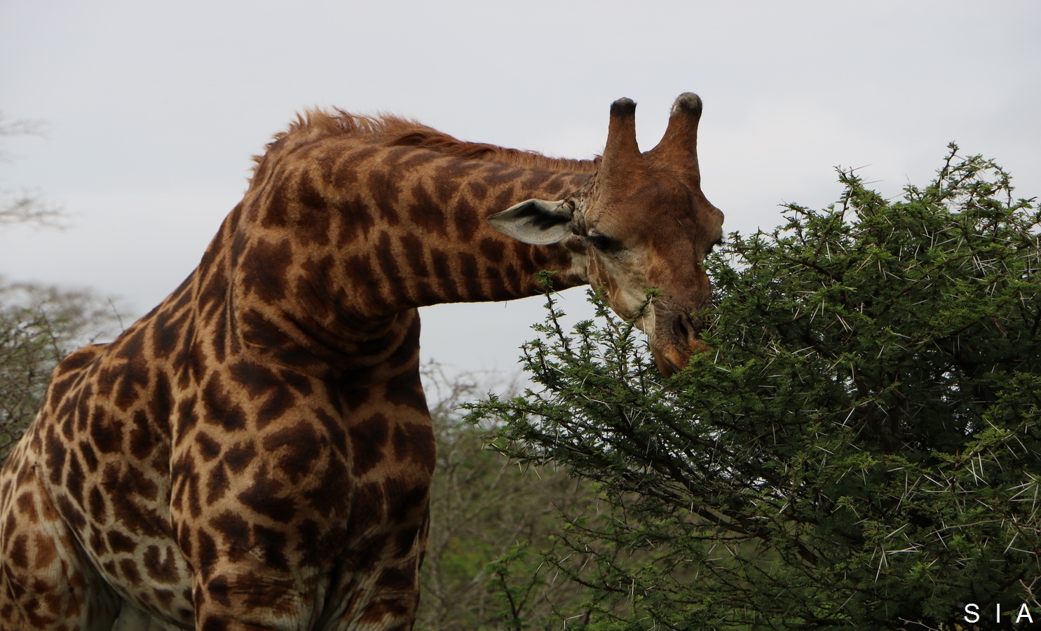 IMG_0864 girafe_GF.jpg