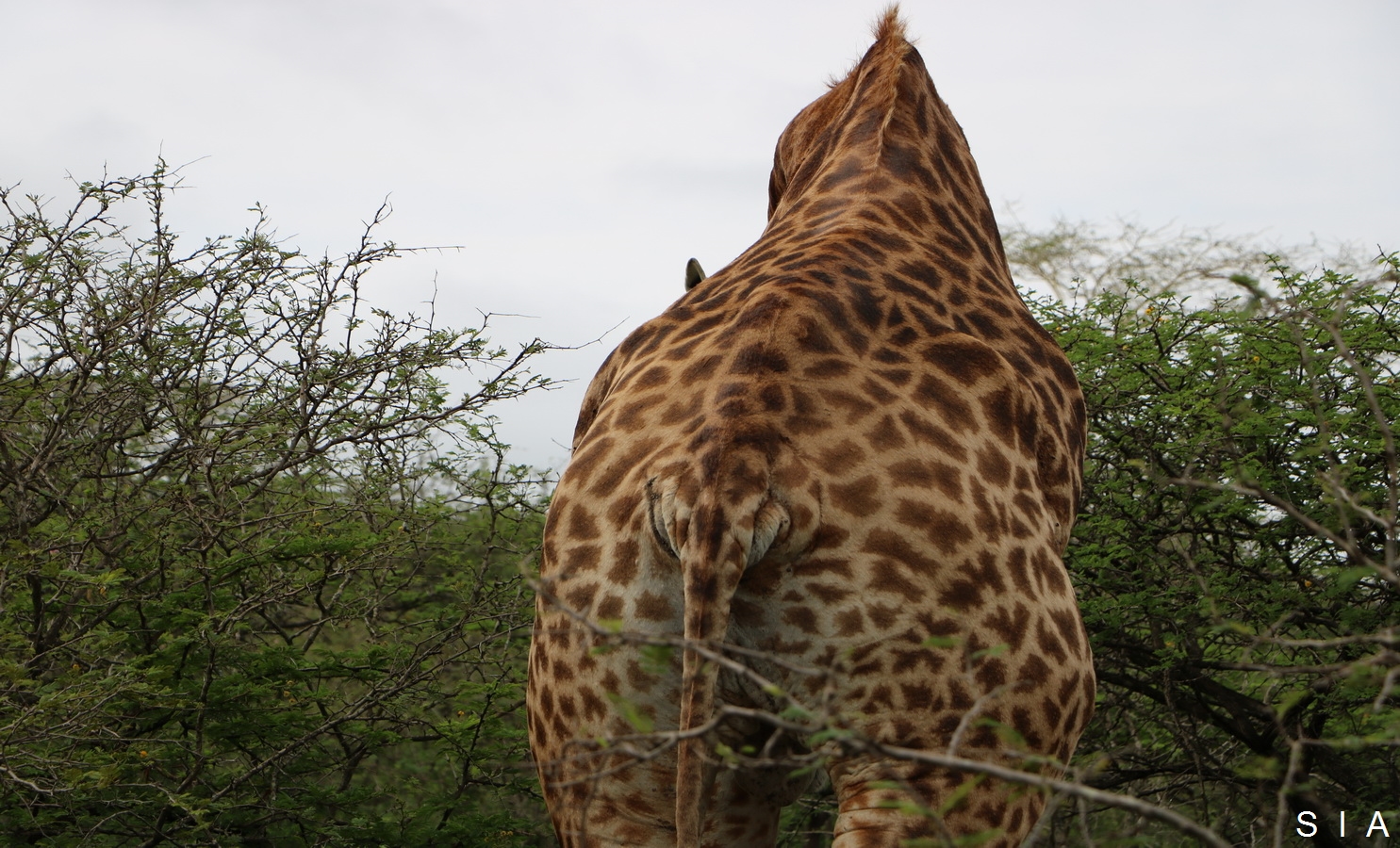 IMG_0876 cul girafe_GF.jpg