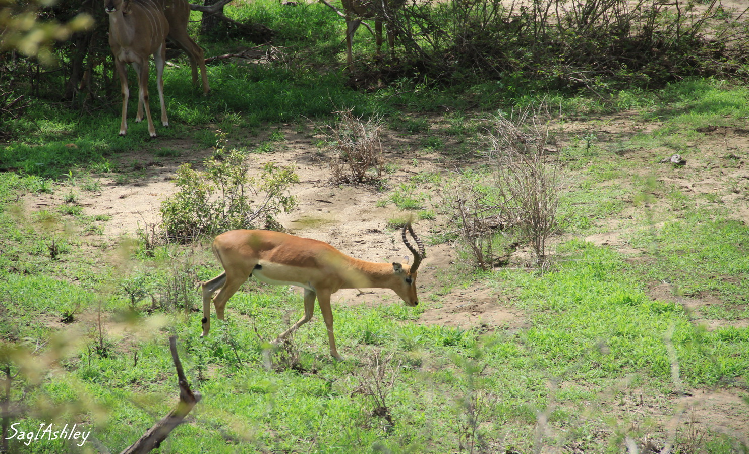 IMG_1478_GF impala mâle.jpg