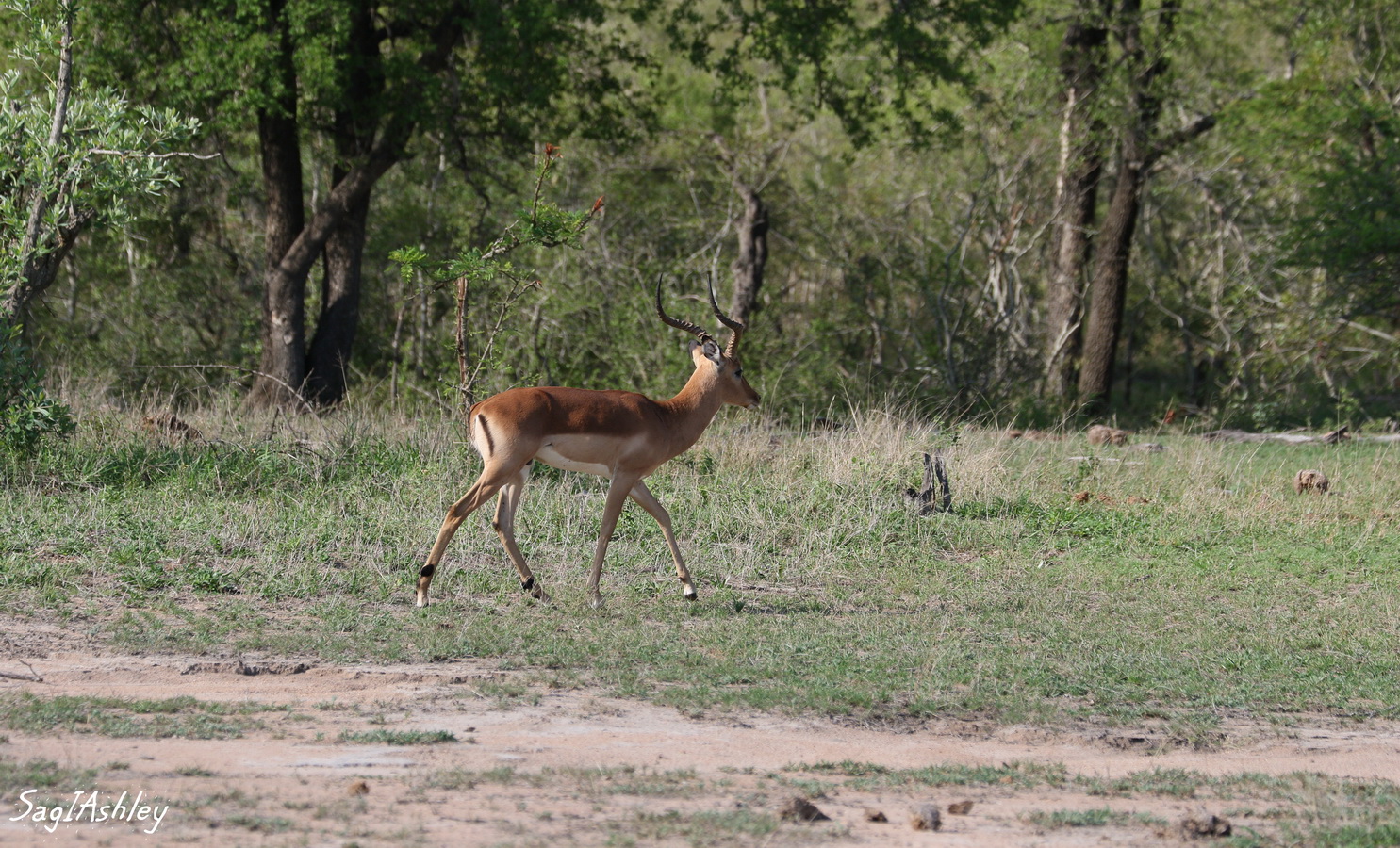 EO9A1589_GF Impala mâle.jpg