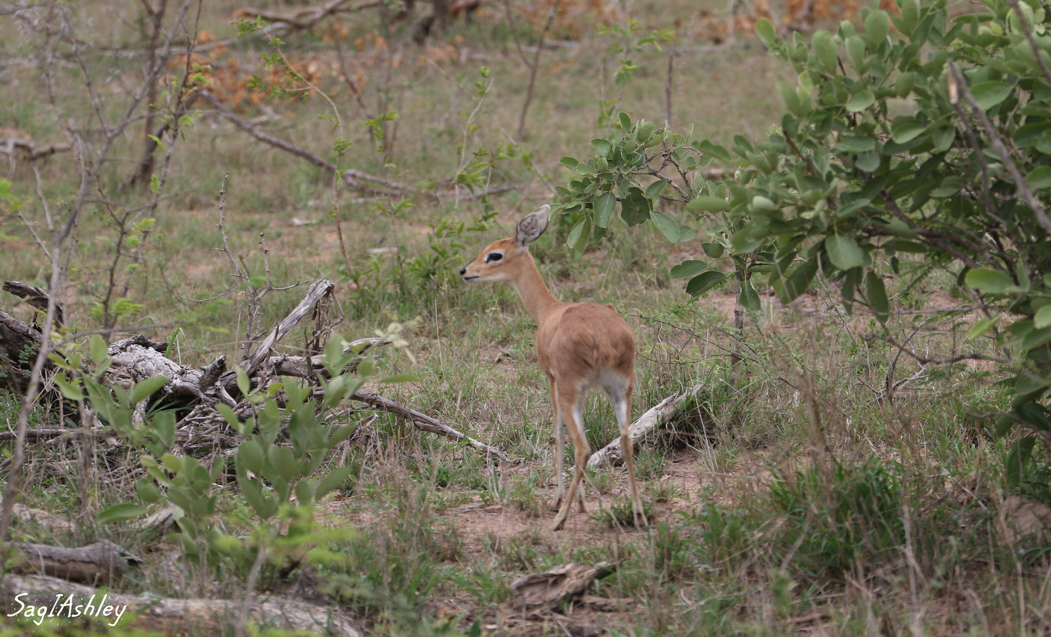 EO9A1795_GF Bébé Impala.jpg
