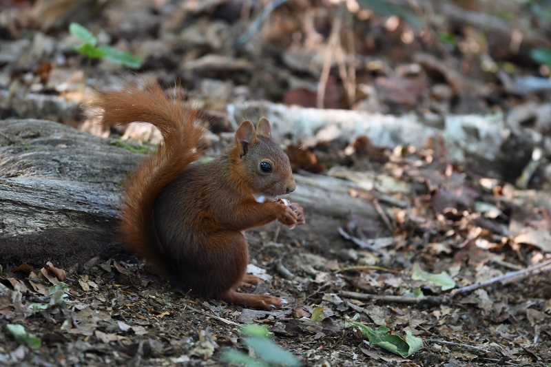DSC_6695 - Copie.jpg