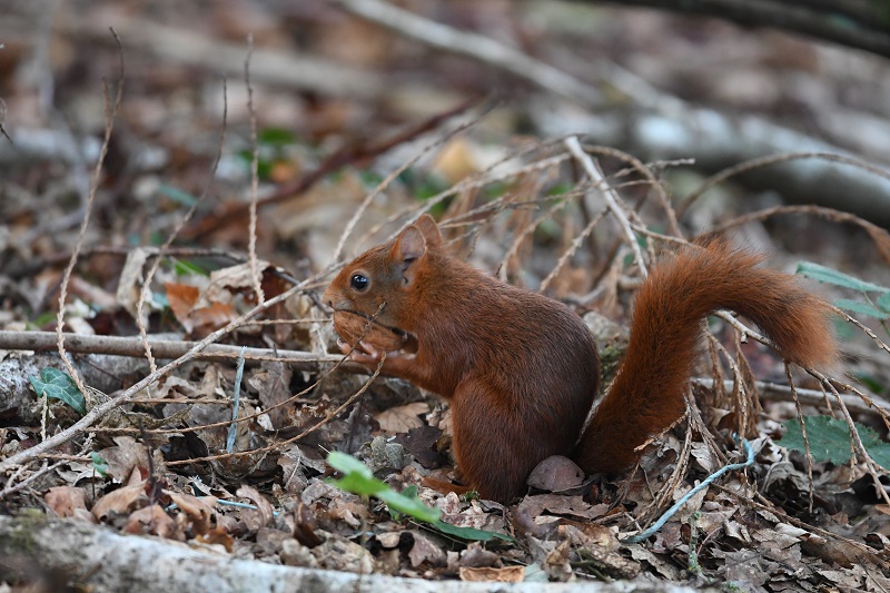 DSC_8788 - Copie.jpg